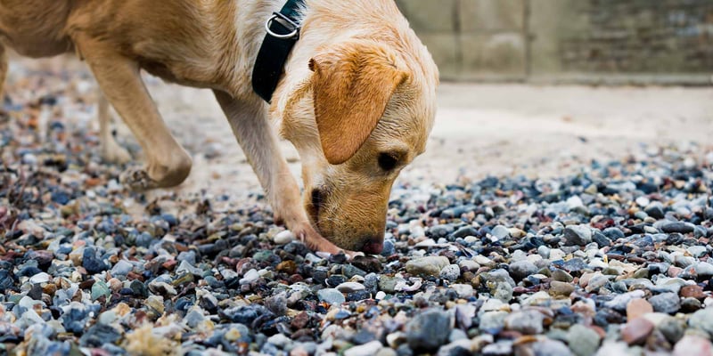 a dog on a stoney beach