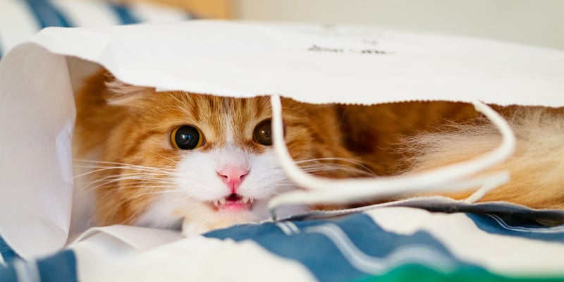 A ginger cat hissing in a white bag.