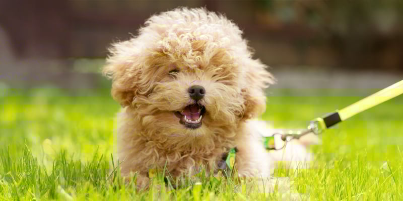A very cute light brown, curly Maltipoo laying down on grass.
