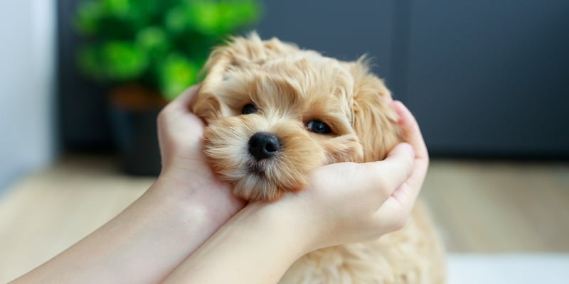 Maltipoo's face being cuddled by owner's hands