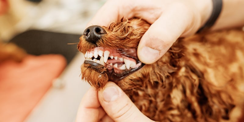 A close up of a dog having their teeth professionally cleaned.
