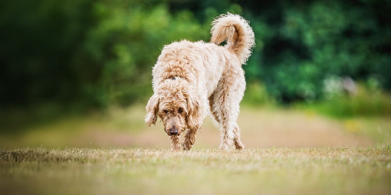 A labradoodle sniffing the floor outdoors.
