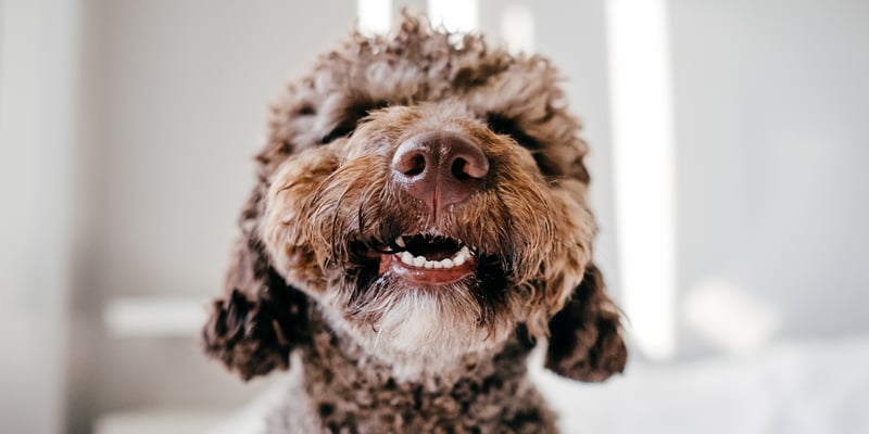 A dog with a wet mouth looking towards the camera