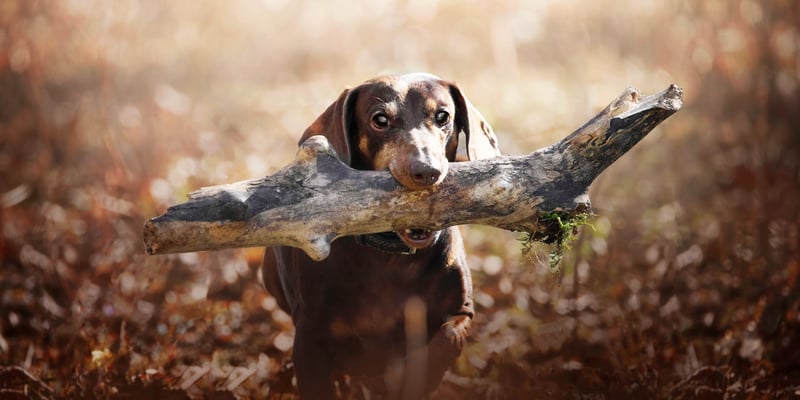 A Miniature Dachshund running around with a big stick in its mouth