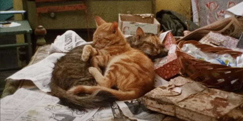 Two cats snuggling in a pile of rubbish.
