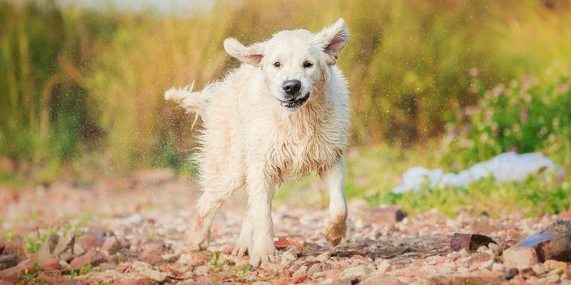 A wet golden retriever coming out of water.