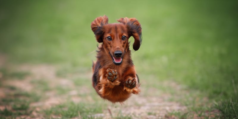 A ginger dachshund leaping through the air.