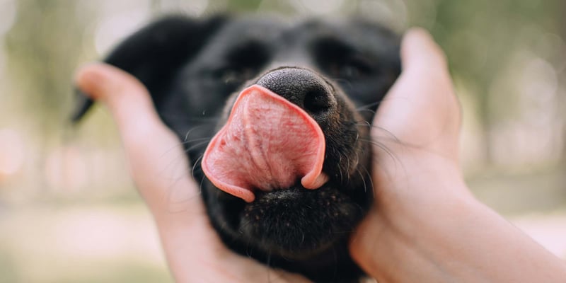 A dog licking its own face