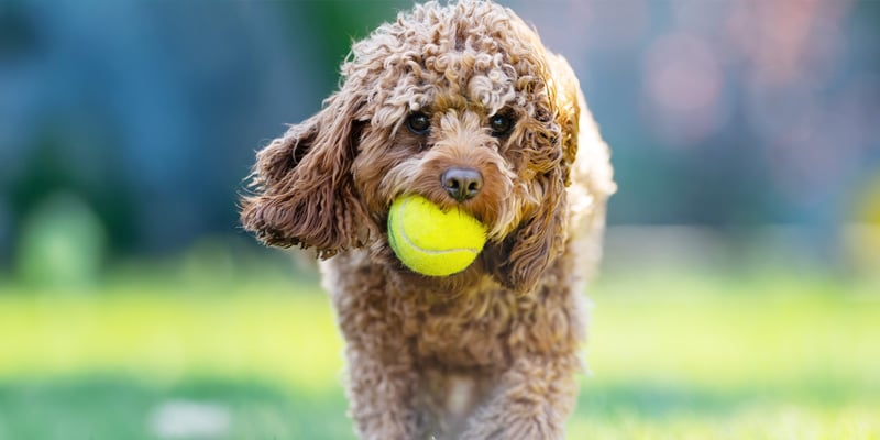 A Cavapoo walking with a tennis ball in their mouth.