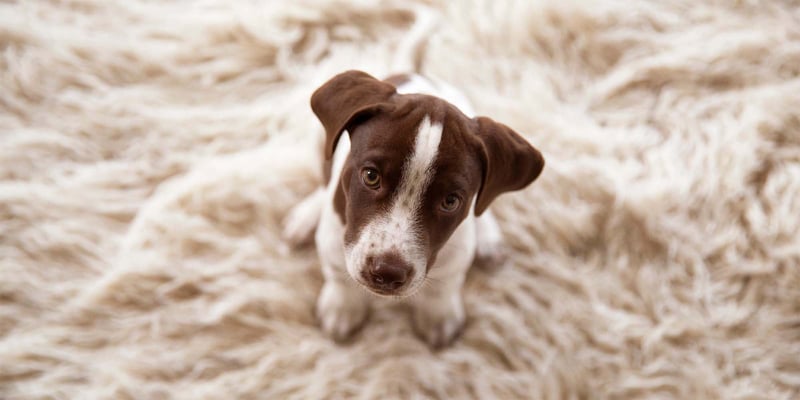 puppy sitting on carpet