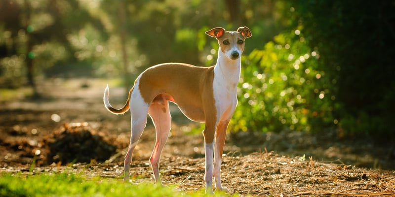 An Italian Greyhound standing in a forest area.