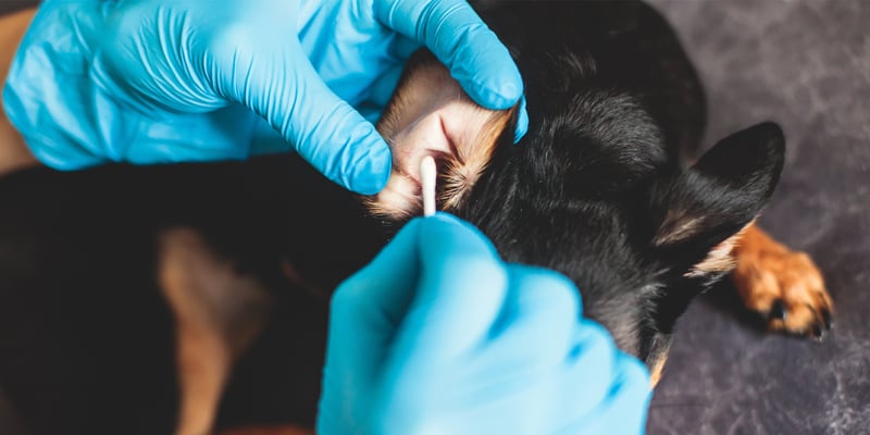A vet cleaning a dogs ear with a cotton swab