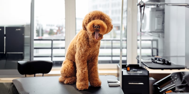 Apricot labradoodle standing at the groomer table.