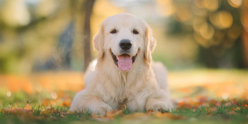 A golden retriever laying in grass.