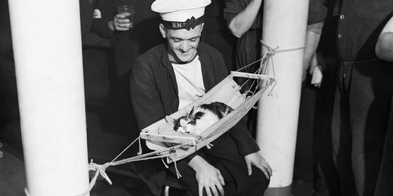 A sailor sitting next to a cat in a hammock.