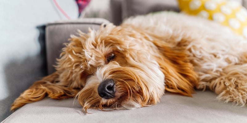 A close up image of a Labradoodle laying down.