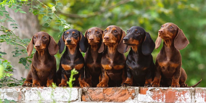 6 dachshunds standing on a brick wall.