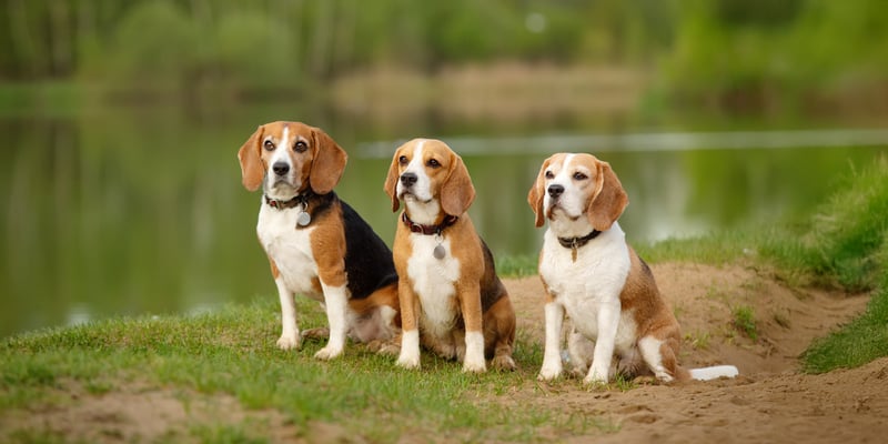 Three Beagles with different colouring sitting next to each other in front of a lake