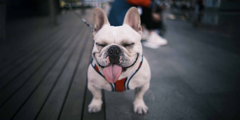 long Eared French Bulldog