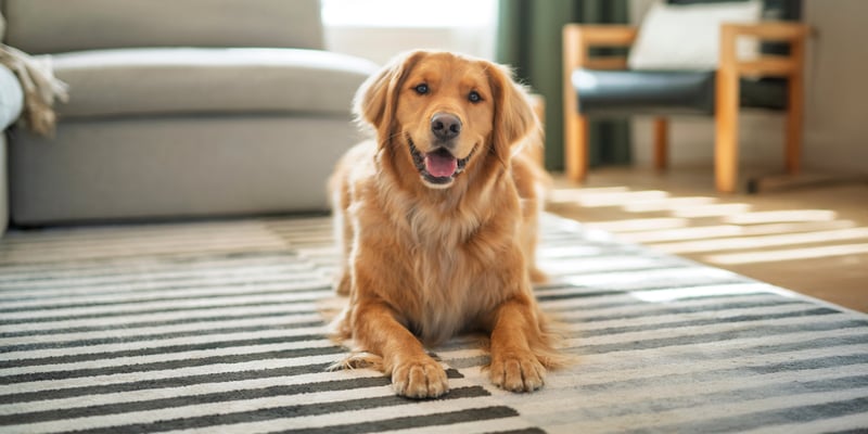 A golden retriever laying down on a stripey rug.