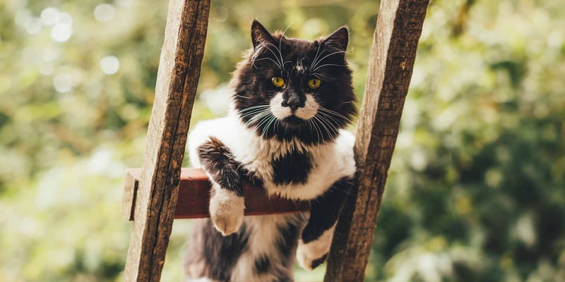 A cat on a ladder