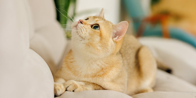 A cream british shorthair laying on a sofa looking upwards