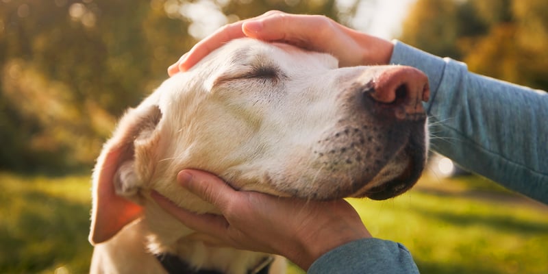 A close up of a Labrador's head.