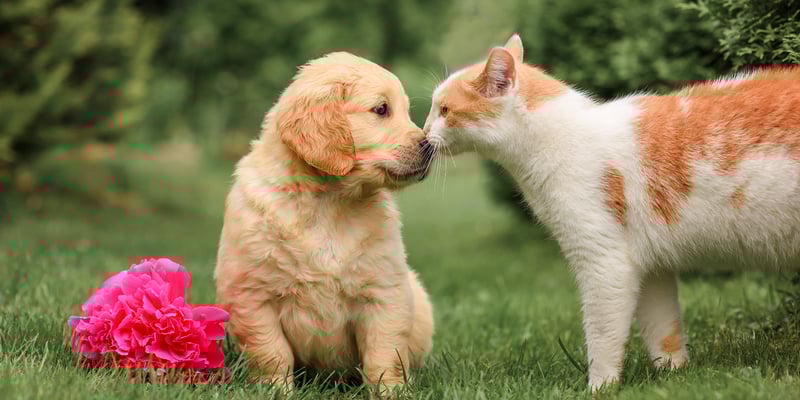 A puppy and a kitten pushing their noses together.
