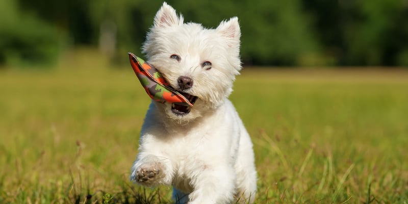 A westie running towards the camera