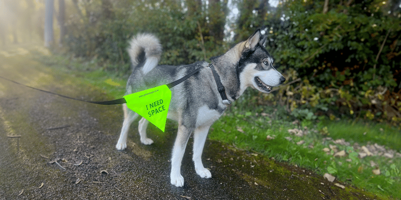 A Husky dog wearing an 'I need space' flag on his lead.