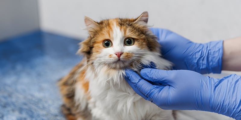 A cat at the vet