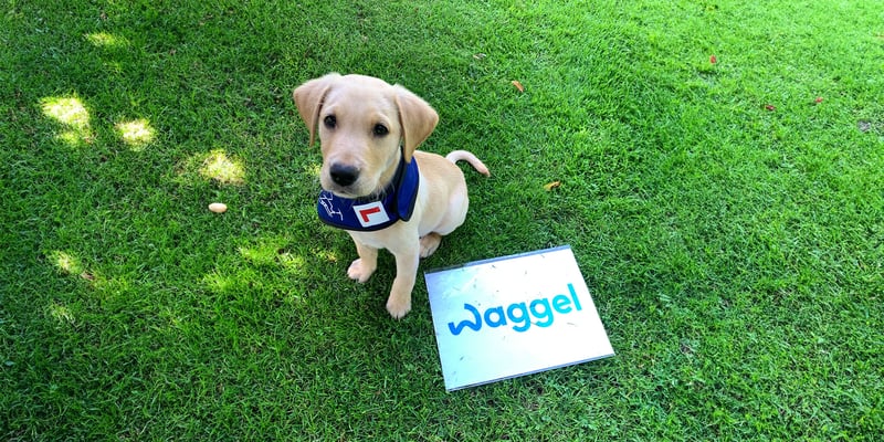 albie the labrador sitting on grass wearing his training harness and sitting next to waggel logo