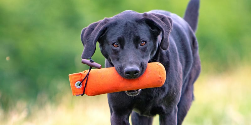 A black labrador carrying an orange toy.