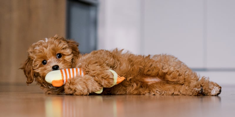 A maltipoo laying down with her toy.