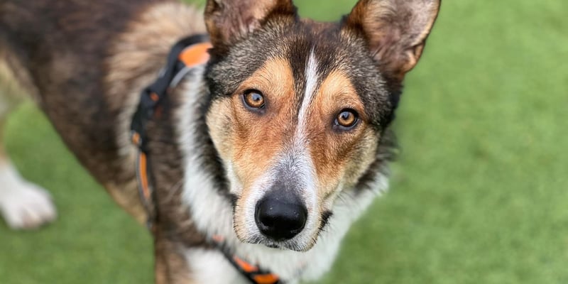 A rescue dog standing on grass wearing an orange harness.
