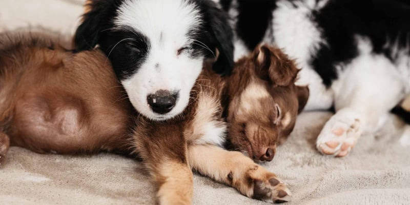 Two puppies sleeping together