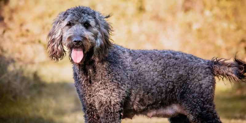 Black and silver Labradoodle standing outside 