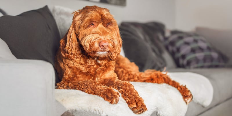 A gingery Labradoodle laying on a couch.