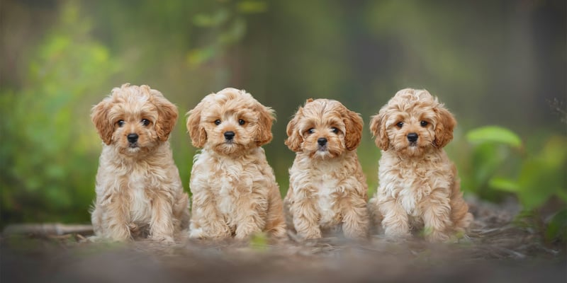 Four cavapoos sitting in a row.