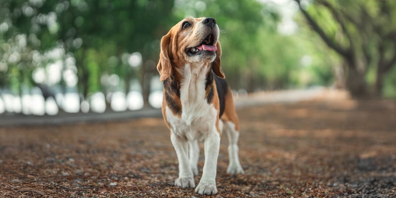 A beagle in a woodland area.
