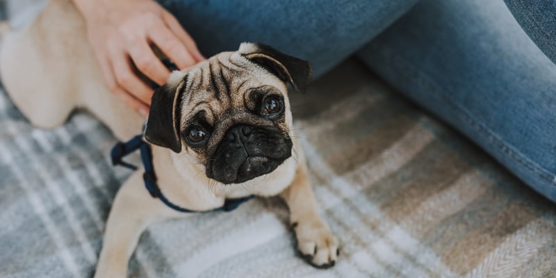 A puppy pug looking upwards whilst sitting with an owner wearing jeans.