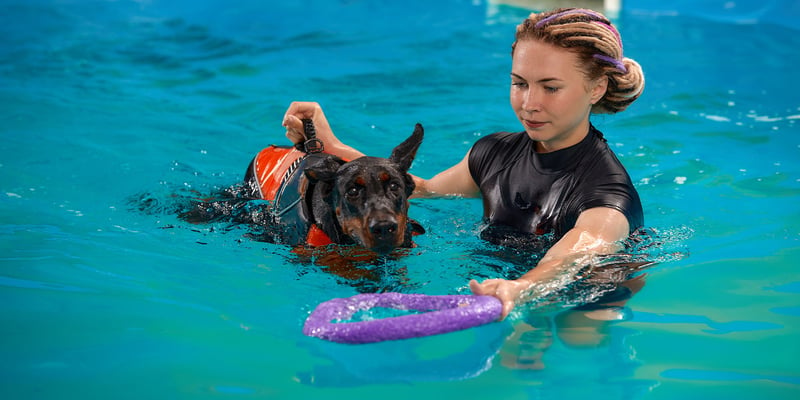 trainer in the pool with doberman 