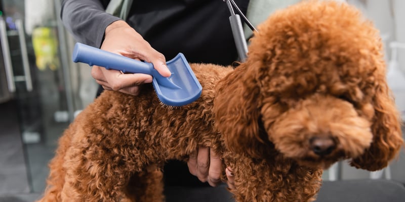 A red brown Cockapoo being brushed at a grooming salon.