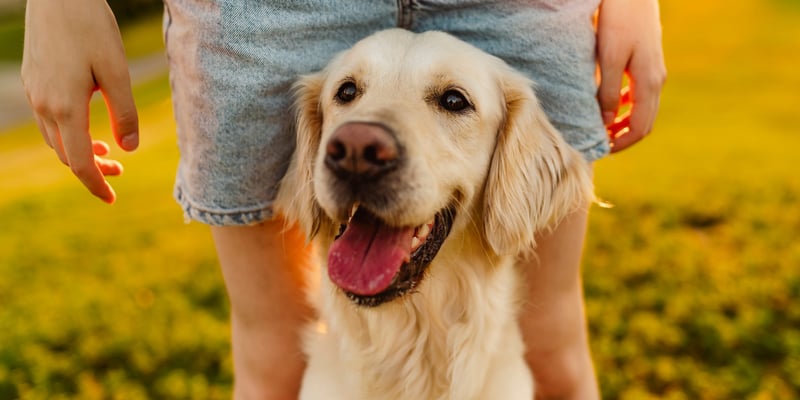 Close up image of a golden retriever.