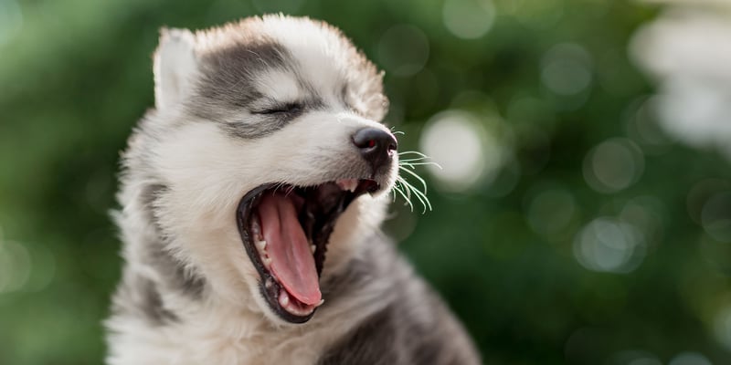 Puppy showing mouth