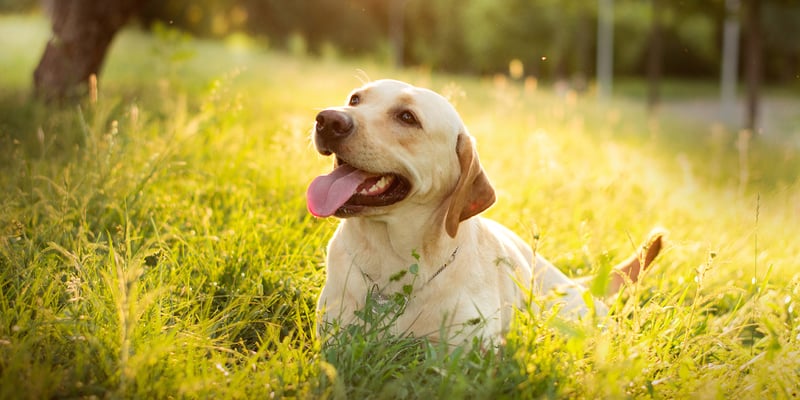Golden labrador in grass with tongue out and sun shining