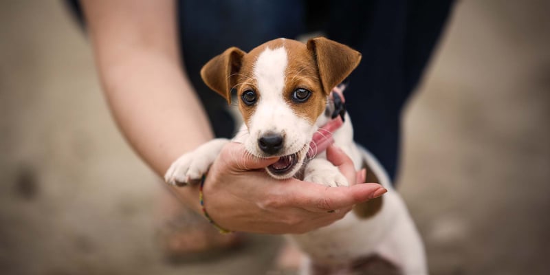 Puppy biting the finger of its owner