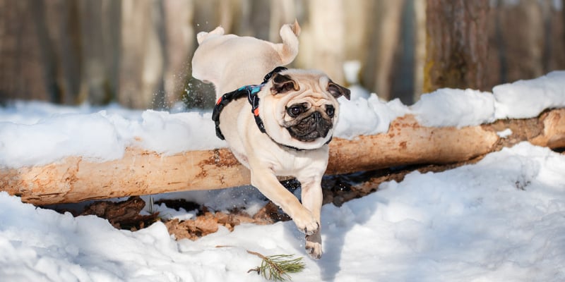 A Pug jumping over a log in the snow.