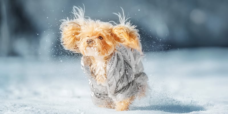A maltipoo wearing a coat and running in the snow.