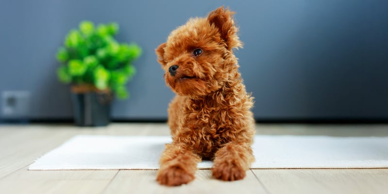 maltipoo sitting on a rug